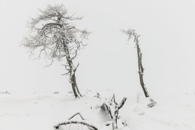 Winter im Hohen Venn von Jim De Sitter