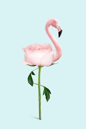 Fleur de flamant sur Jonas Loose