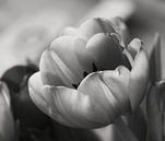 Tulpen schwarz-weiß von nataschja van der Woude-de Jong Miniaturansicht