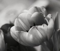 tulpen zwart-wit