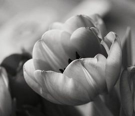 tulips black and white by nataschja van der Woude-de Jong