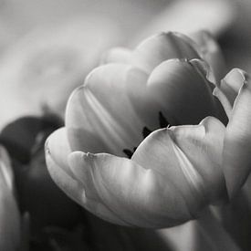 Tulpen schwarz-weiß von nataschja van der Woude-de Jong