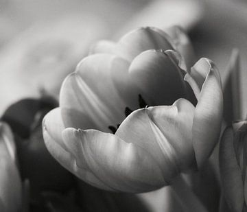tulpen zwart-wit van nataschja van der Woude-de Jong