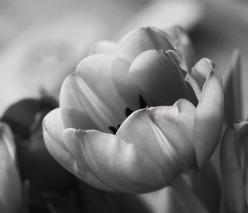 tulips black and white
