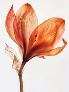 Amaryllis von DNH Artful Living