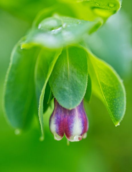 Honeywort Flower after Summer Rain by Iris Holzer Richardson
