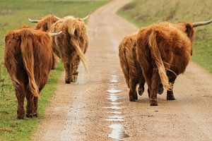 Schottischen Highland Kuhen gehen