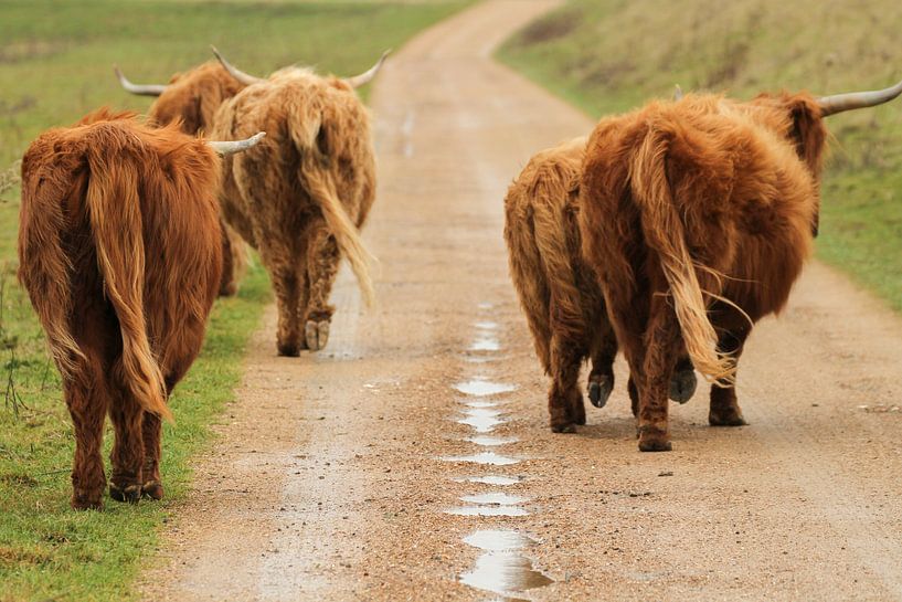 Scottish highland cattle walking by rene marcel originals