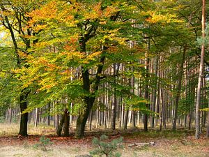 Les hêtres en automne