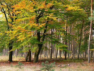 Les hêtres en automne sur Corinne Welp