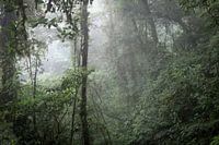 Het mistige regenwoud van Panama