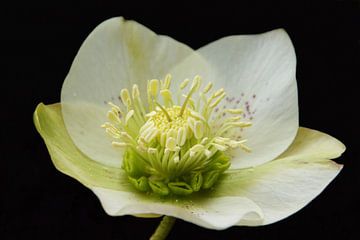 Helleborus sur Maren Oude Essink