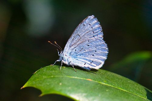 Een blauwtje, logisch die naam