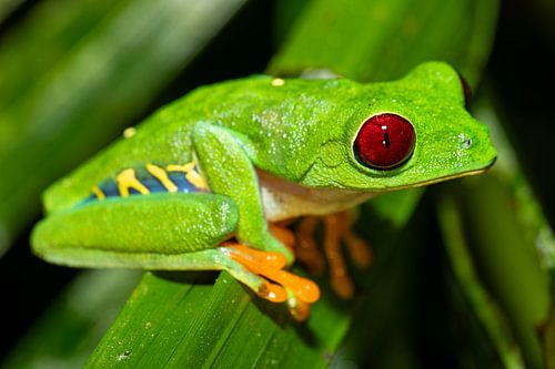 De rode gloed van Costa Rica – macrofoto van een roodogige bladkikker