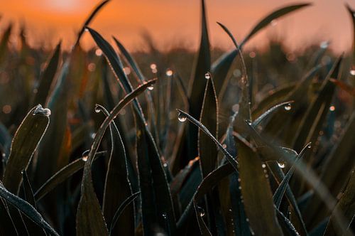 Dauw op grassprietten