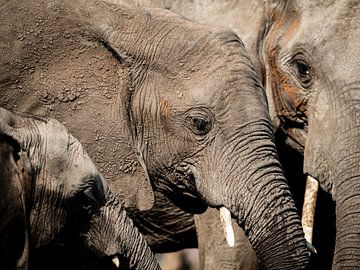 Elephants by Omega Fotografie