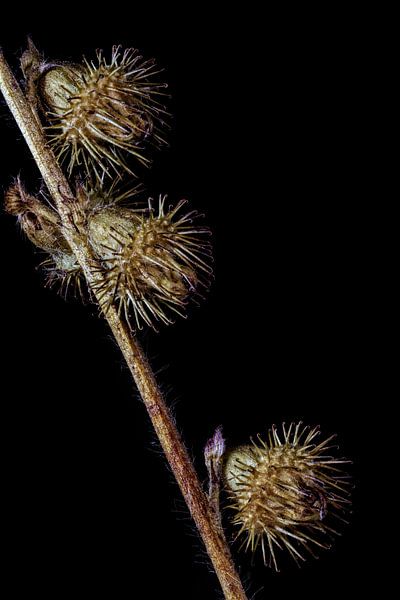 Upcycled Beauty - Ordinary agrimony - Agrimonia eupatoria - by Christophe Fruyt