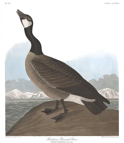 Kleine Canadese Gans