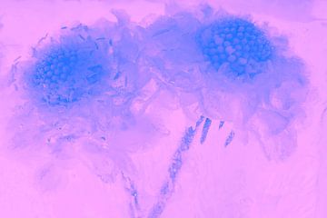 Helleborus in ijs in paars van Marc Heiligenstein