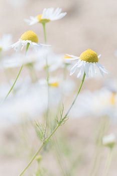 Dutch Glorious |||||| Segeln