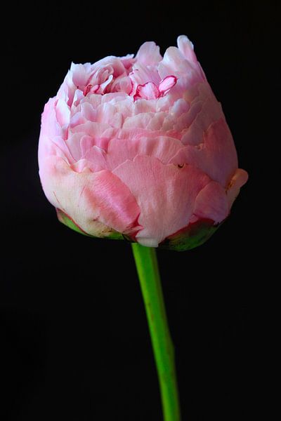 Stillleben mit Pfingstrose von Thomas Jäger