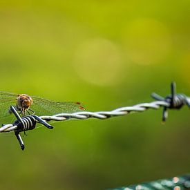 Dragonfly on barbed wire von kitty van gemert
