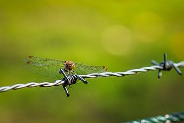 Dragonfly on barbed wire van kitty van gemert