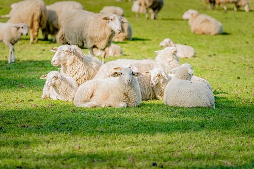 Sheep with young lambs in meadow