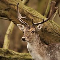 Beautiful deer with large antlers