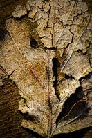 Feuille d'automne
