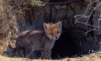 Junges Fuchsjunges von Natascha Worseling Miniaturansicht