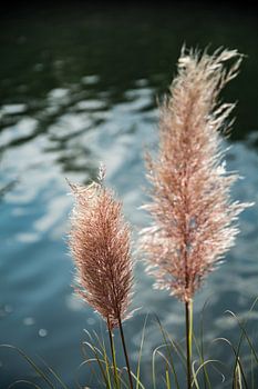 chaos in de natuur