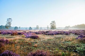 Purple morning by Anouschka Hendriks