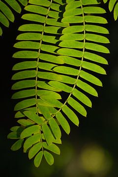 Groene bladeren tegen een donkere achtergrond van Ulrike Leone
