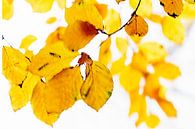 Golden leaves van D. Henriquez thumbnail