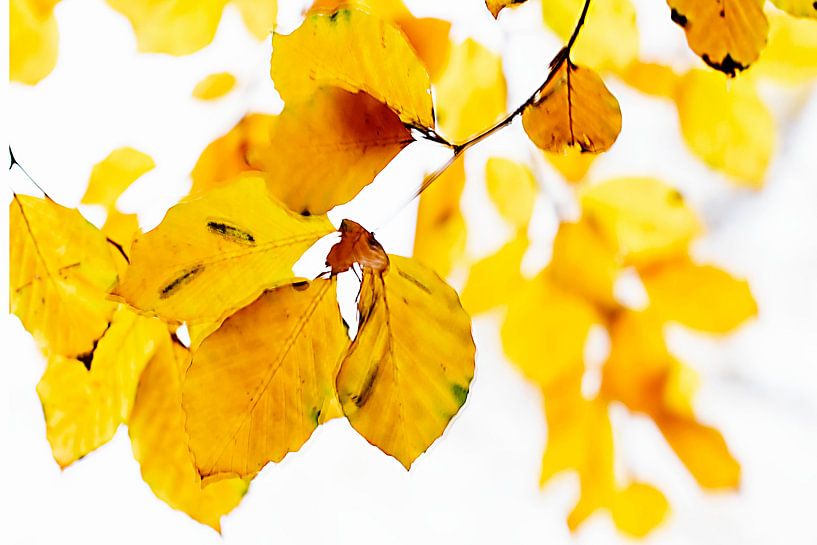 Golden leaves par D. Henriquez