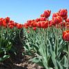 Tulipes rouges dans un champ sur fond de ciel bleu sur My Footprints