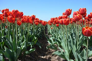 Rode tulpen in veld tegen blauwe lucht
