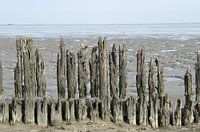 de wadden