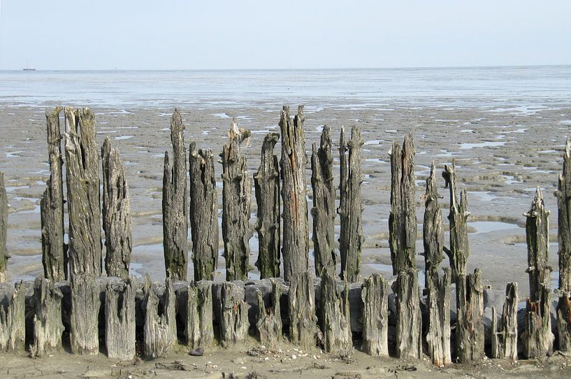 de wadden van Folbert Nicolai