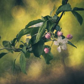 Apfelblüte von Regina Steudte | photoGina