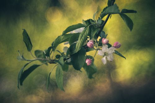 Fleur de pommier sur Regina Steudte | photoGina