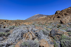 Im Herz der kanarischen Urlandschaft
