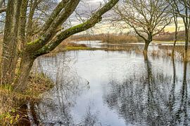 Paysage de dunes à marée haute Zwanenwater près de Callantsoog sur eric van der eijkj