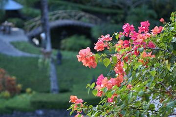 Flowers in the sun.