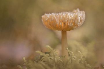 Pilz im Moos von Wilma Ritsema