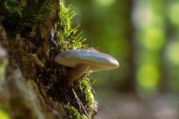 un champignon pousse sur un tronc d'arbre dans une forêt de feuillus en automne sur Mario Plechaty Photography