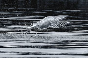 Jachtgeluk van Detlef Schöler Fotografie
