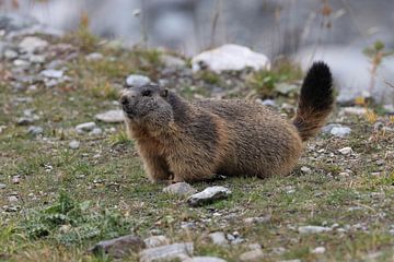 Marmot in Cervinia Wildlife Aostadal Italië van Frank Fichtmüller