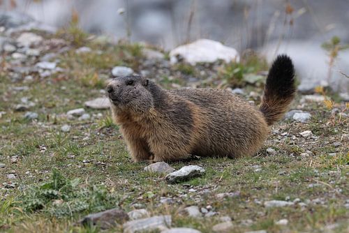 Marmot in Cervinia Wildlife Aostadal Italië